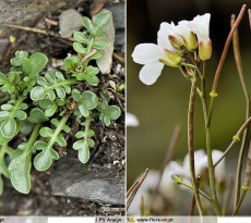 monitorização flora