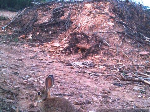 coelho bravo abrigo artificial morouco
