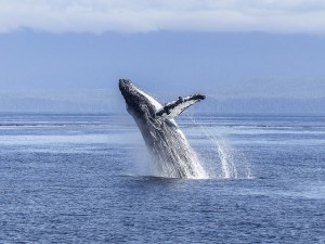 humpback baleia oceanos
