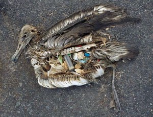 aves marinhas comem plástico