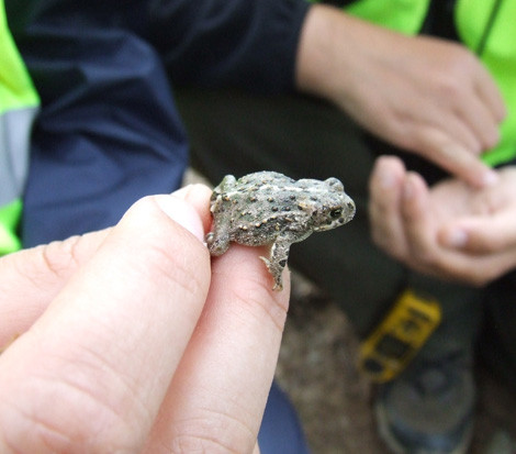 monitorização de sistemas ecológicos