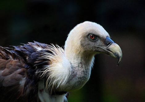 Plano De Acao Para A Conservacao Das Aves Necrofagasnoctula Consultores Em Ambiente Servicos De Consultoria Ambiental